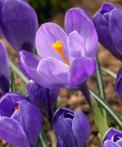 Remembrance Dutch Crocus -Outdoor Garden Care Shop crocus remembrance visi86705