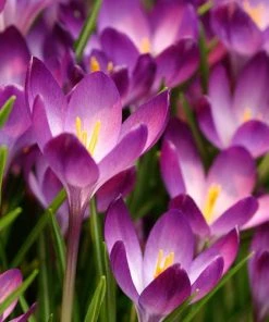 Tommasini's Ruby Giant Crocus -Outdoor Garden Care Shop crocus tommasinianus bulbs ruby giant 39150 1 web