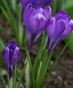 Tommasini's Ruby Giant Crocus -Outdoor Garden Care Shop crocus tommasinianus bulbs ruby giant 39150 3 web