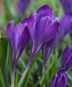 Tommasini's Ruby Giant Crocus -Outdoor Garden Care Shop crocus tommasinianus bulbs ruby giant 39150 4 web