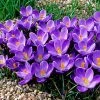 Remembrance Dutch Crocus -Outdoor Garden Care Shop crocusremembrance4 1