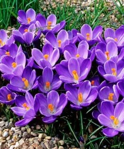 Remembrance Dutch Crocus