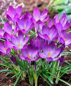 Tommasini's Ruby Giant Crocus -Outdoor Garden Care Shop crocusrubygiant1 1