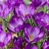 Tommasini's Ruby Giant Crocus 1 Tommasini's Ruby Giant Crocus -Outdoor Garden Care Shop crocusrubygiant 5