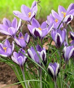 Spring Beauty Snow Crocus