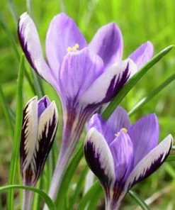 Spring Beauty Snow Crocus -Outdoor Garden Care Shop crocusspringbeauty1