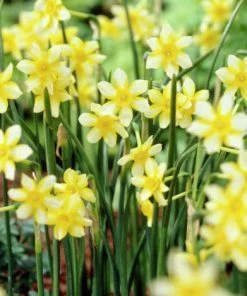 Endless Daffodil Bulb Collection -Outdoor Garden Care Shop daffodil new baby yellow