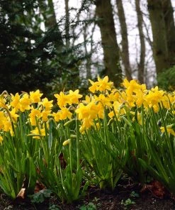 Tete-a-Tete Miniature Daffodil -Outdoor Garden Care Shop daffodil tete a tete yellow garden blooms