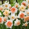 60 Days Of Daffodils Mix -Outdoor Garden Care Shop daffodil mix web
