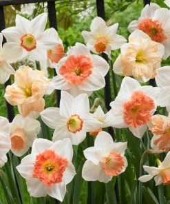 Outdoor Garden Care Shop 11 60 Days Of Daffodils Mix