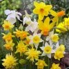 Rock Garden Daffodil Mix -Outdoor Garden Care Shop daffodil narcissus rock garden mixture