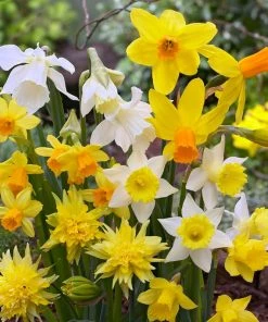Rock Garden Daffodil Mix