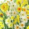 Fragrant Daffodil Mix -Outdoor Garden Care Shop daffodilfragrantmix