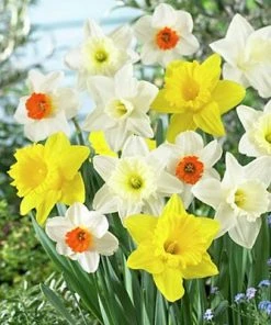 Large Cupped Daffodil Mix -Outdoor Garden Care Shop daffodillargecuppedmix5