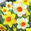 Large Cupped Daffodil Mix 1 Large Cupped Daffodil Mix -Outdoor Garden Care Shop daffodillargecuppedmix6