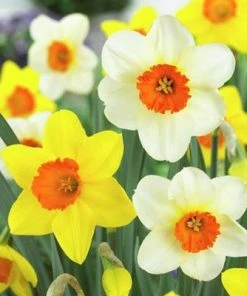Large Cupped Daffodil Mix