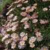 Succulent Groundcover Collection -Outdoor Garden Care Shop delosperma alans apricot ice plant 3