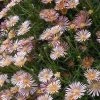 Ice Plant Collection (Delosperma) -Outdoor Garden Care Shop delosperma alans apricot web