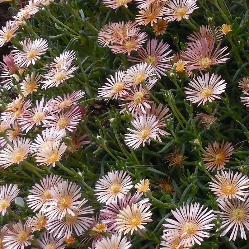 Ice Plant Collection (Delosperma) 3 Ice Plant Collection (Delosperma)