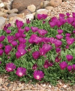 Ice Plant Collection (Delosperma) 10 Ice Plant Collection (Delosperma) -Outdoor Garden Care Shop delosperma blut ice plant 1