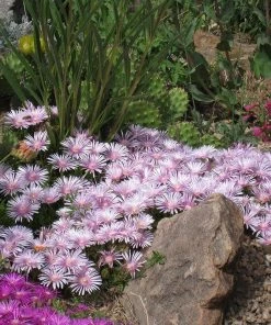 Ice Plant Collection (Delosperma) 9 Ice Plant Collection (Delosperma) -Outdoor Garden Care Shop delosperma lavender mist cropped 3