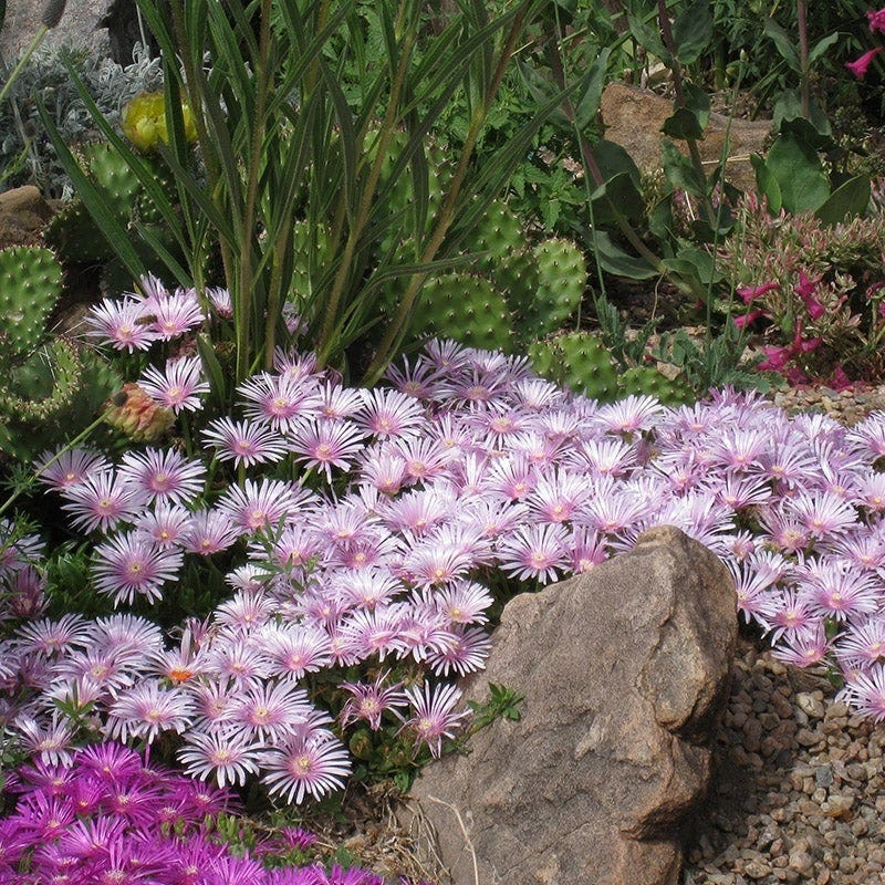 Ice Plant Collection (Delosperma) 5 Ice Plant Collection (Delosperma) - Image 3