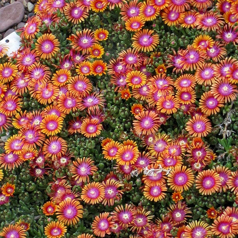 Ice Plant Collection (Delosperma) 4 Ice Plant Collection (Delosperma) - Image 2