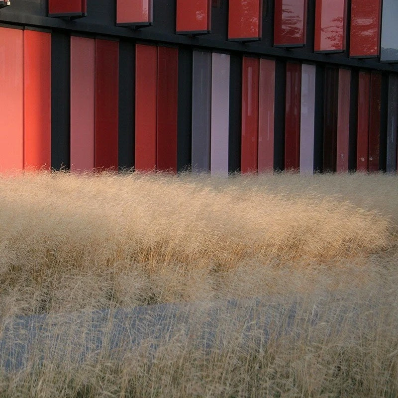 Gold Dew Tufted Hair Grass 5 Gold Dew Tufted Hair Grass - Image 3