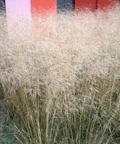 Gold Dew Tufted Hair Grass