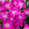 Kahori Pink® Dianthus 1 Kahori Pink® Dianthus -Outdoor Garden Care Shop dianthus kahori close up