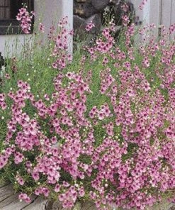 Coral Canyon® Twinspur (Diascia) 7 Coral Canyon® Twinspur (Diascia) -Outdoor Garden Care Shop diascia integerrima 42410