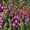 Spanish Peaks® Foxglove 2 Spanish Peaks® Foxglove -Outdoor Garden Care Shop digitalis thapsi pat.hayward plant select cropped