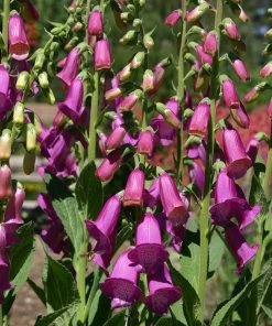 Spanish Peaks® Foxglove