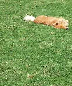 Dog Tuff™ Grass Plugs -Outdoor Garden Care Shop dog tuff grass hblb870 with dog