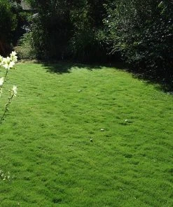 Dog Tuff™ Grass Plugs -Outdoor Garden Care Shop dog tuff grass plug lawn