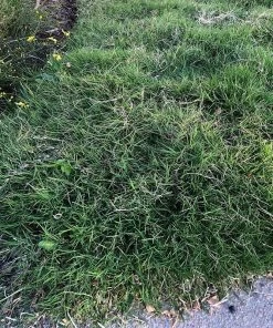 Dog Tuff™ Grass Plugs -Outdoor Garden Care Shop dog tuff grass plugs close