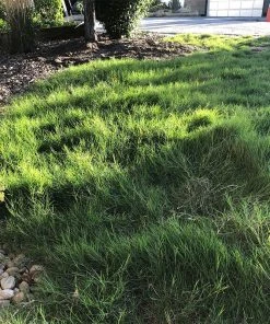 Dog Tuff™ Grass Plugs -Outdoor Garden Care Shop dog tuff grass plugs dog friendly grass