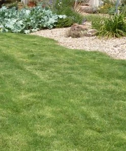 Dog Tuff™ Grass Plugs -Outdoor Garden Care Shop dog tuff cape buffalo grass 3 web