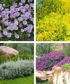Drought Resistant Groundcover Collection -Outdoor Garden Care Shop drought resistant groundcover coll 10 5 23