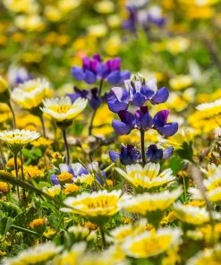 Native Dry Area Wildflower Seed Mix