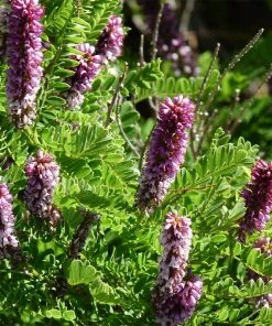 Dwarf Leadplant (Amorpha)