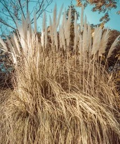 Dwarf Pampas Grass -Outdoor Garden Care Shop dwarf pampas grass winter