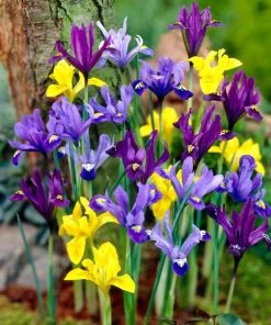 Wildflower Iris Bulb Collection -Outdoor Garden Care Shop dwarf specie iris mix yellow purple blue 1