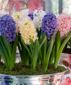 Outdoor Garden Care Shop -Outdoor Garden Care Shop easter joy hyacinth mix indoor pot