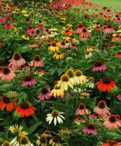 Cheyenne Spirit Echinacea -Outdoor Garden Care Shop echinacea cheyenne spirit 600