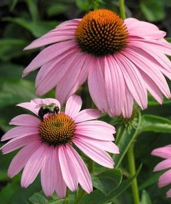 Summer Dreams Pre-Planned Garden -Outdoor Garden Care Shop echinacea magnus walters garden cropped 1 1