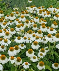 Butterfly Paradise Pre-Planned Cottage Garden 15 Butterfly Paradise Pre-Planned Cottage Garden -Outdoor Garden Care Shop echinacea pow wow white gardne