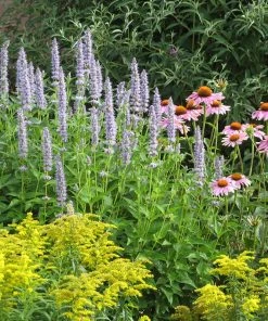 Blue Fortune Agastache 9 Blue Fortune Agastache -Outdoor Garden Care Shop echinacea purpurea agastache blue fortune solidago