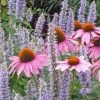 Echinacea Purpurea -Outdoor Garden Care Shop echinacea purpurea flowers