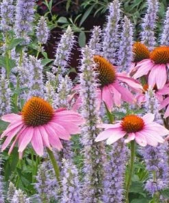 Echinacea Purpurea